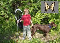 My children never really got interested in butterflies, except when they were were younf of course. Here is my son Michael helping me collect in Cherokee National Forestin Tennessee  back  in 2007: <i> Papilio apalachiensis </i>.